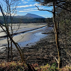 View of Muckish from Ards Salt Marsh Trail