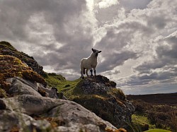 Ireland's sheep